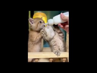 video by vide funny - funny videos